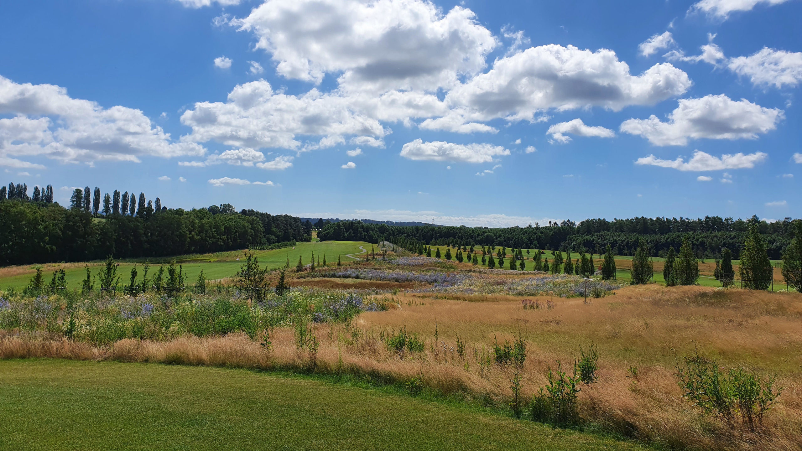 Web_Karlsruhe_Naturbelassene_Fläche_zwischen_Bahn_17_Long_Way_und_Bahn_10_Fächerstadt_Karlsruhe